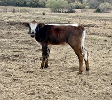 13/22 Vancey’s Heifer Calf