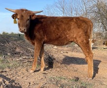 LCL's Dottie