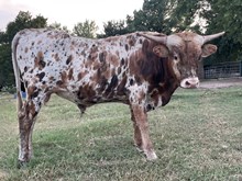 Kid Rock 2/1 x Jazzy