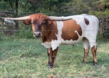 Bantang