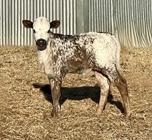 Kid Rock 2/1 x Roxie