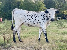 LCL's Dotted Dolly